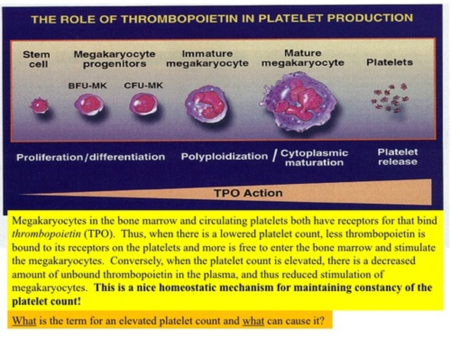 <p>A hormone that stimulates platelet formation</p>