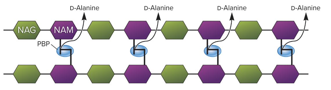 <p>What does this diagram show?</p>