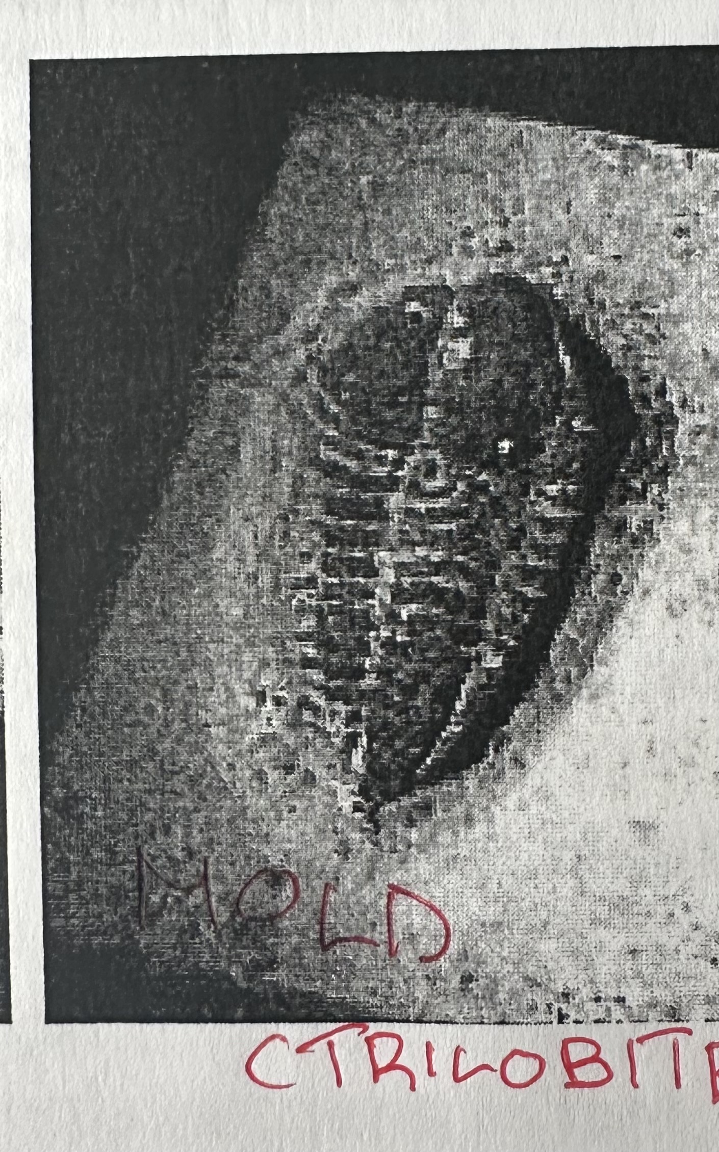 <p>Deeper depressions in rock shaped like organism’s parts from teeth, shells, bones and other hard body parts.</p>