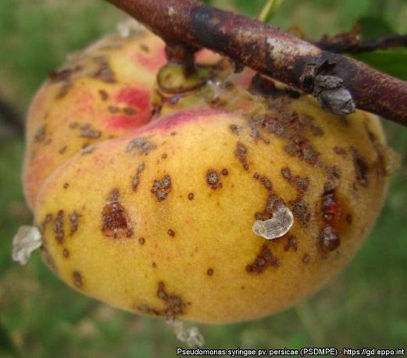 <p>Disease affecting tomatoes, caused by P. syringae.</p>