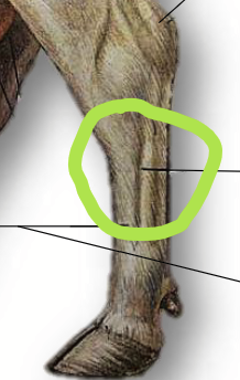 <p>The upper hind leg of a cow. The “ankles”.</p>