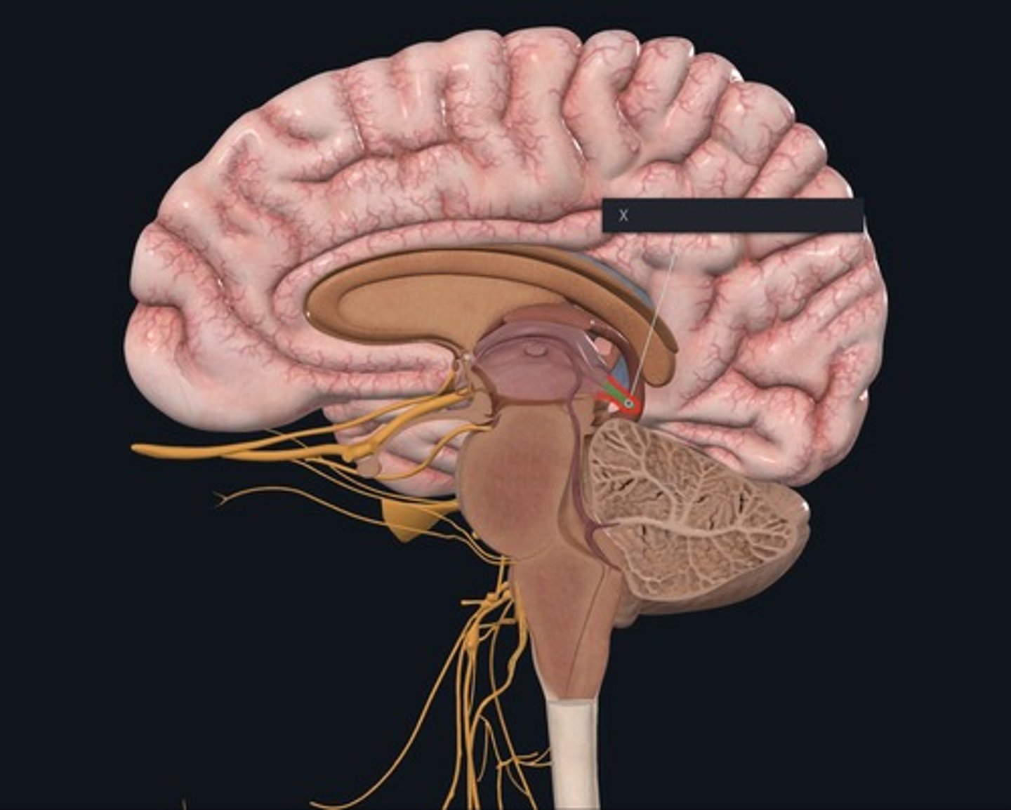 <p>Name the structure indicated by the X.</p>