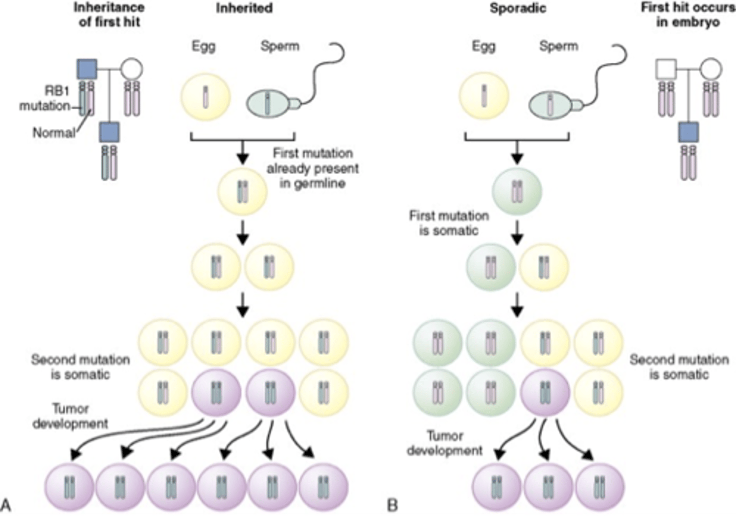 <p>Both copies have to be defective in same cell to allow tumor to develop</p>