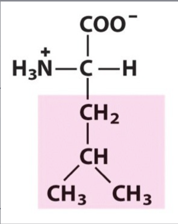 <p>Leu / L. pKa Neutral. IP: 5,98. Unpolar, hydrophobic.</p>