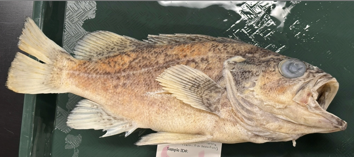 <p>Vermilion Rockfish <strong>Species</strong></p>