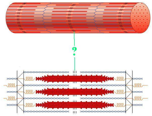 <p><span>Identify the indicated region of the sarcomere.</span></p>