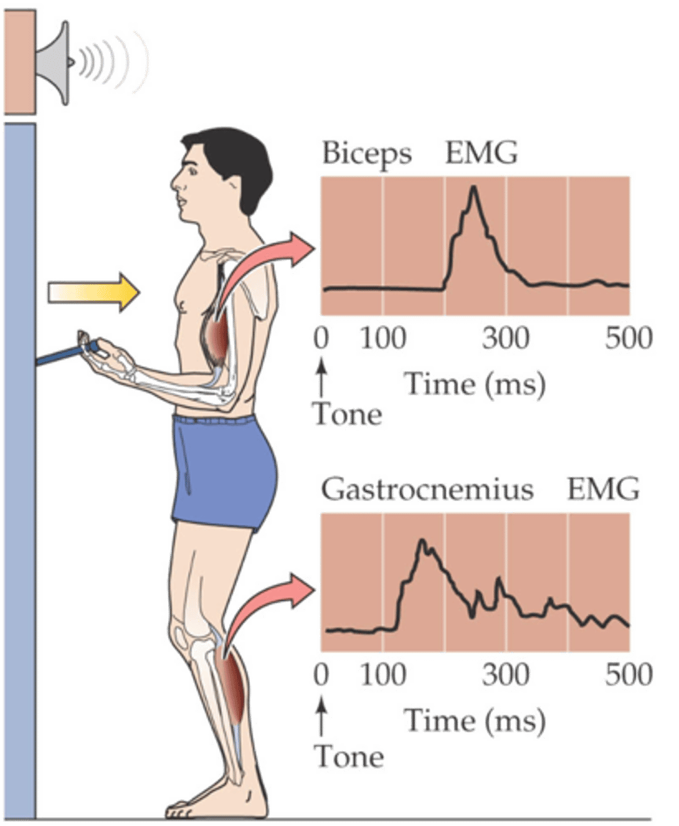 <p>Describe the experiment involving integration of postural control with voluntary movement</p>