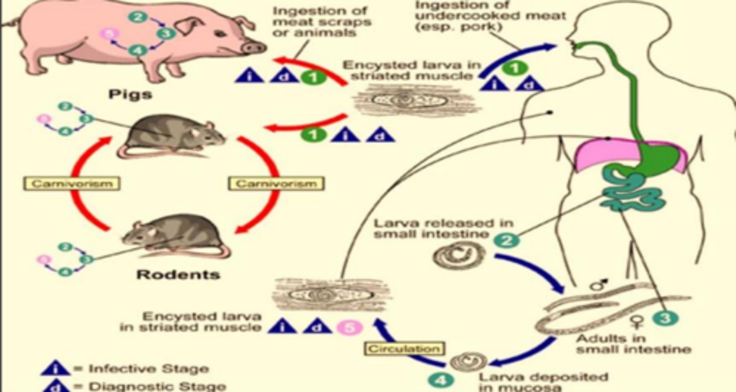 knowt flashcard image
