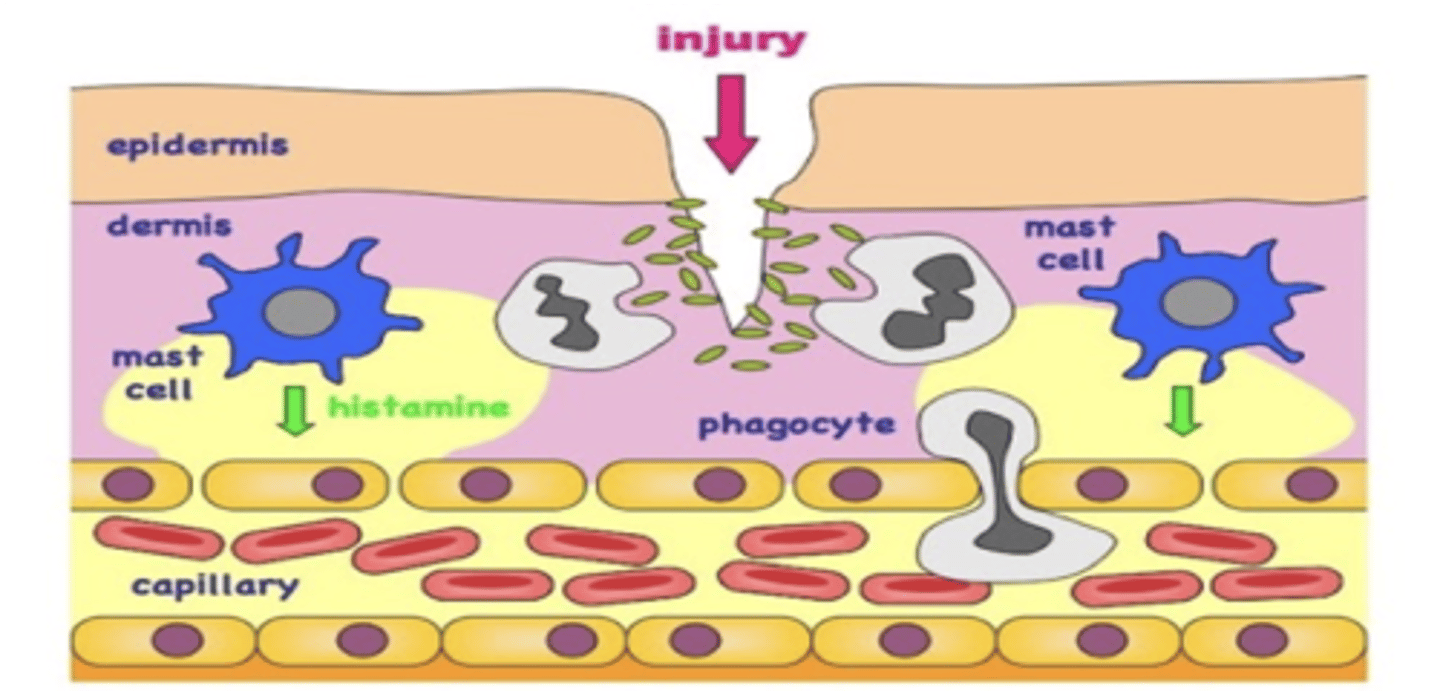 <p>**Vasodilate**</p><p>Increased capillary permeability (edema)(want WBC to come out of blood vessels to go to the site of injury). It opens up so everything comes out so we can fight off the infection.</p><p>Ding Ding Ding</p><p>Histamine is part of the inflammatory response. If you took an anti-histamine it will stop the whole inflammatory response.</p>