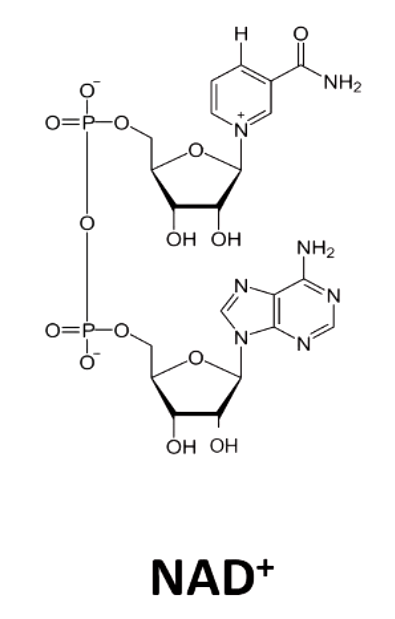 <p>niacin (vitamin B3)</p><p>D3 (diarrhea, dermatitis, dementia)</p>