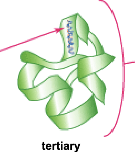 <p>Mostly held down by noncovalent attractions between R-groups and surrounding environment.</p><p>Unstructured loops (aka random coils) like the secondary structures together!</p>