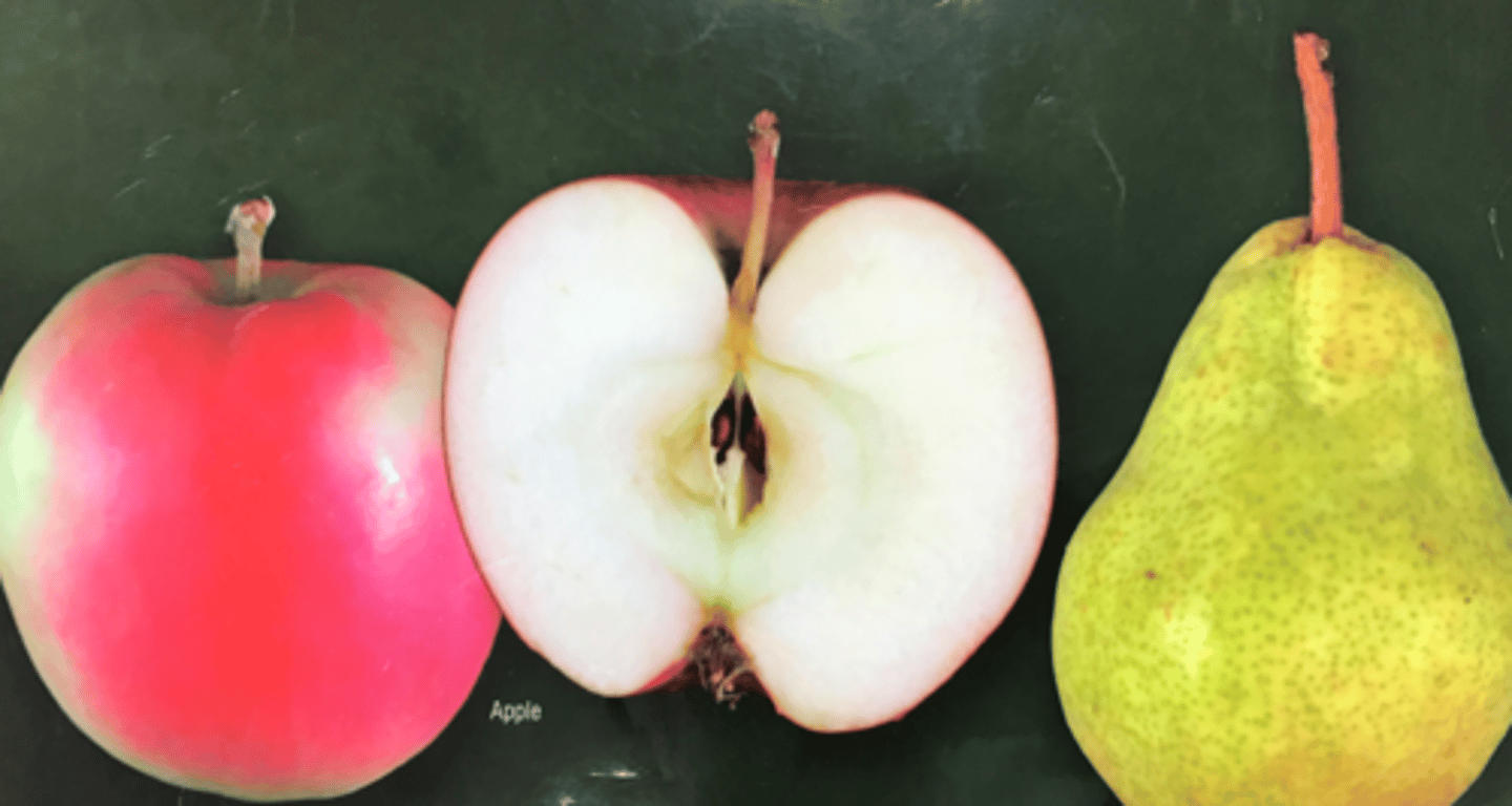 <p>(simple, fleshy)</p><p>an 'accessory fruit' (other floral structures form part of the fruit) comprised of multiple carpels in the same flower (e.g., apple)</p>