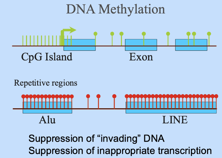 <p><span style="background-color: inherit; line-height: 19.55px; color: windowtext;"><span>Repetitive regions like Alu and line often heavily methylation- maybe as a way of suppressing invading DNA</span></span><span style="line-height: 19.55px; color: windowtext;"><span>&nbsp;</span></span></p><ul><li><p class="Paragraph SCXO119392347 BCX0" style="text-align: left;"><span style="background-color: inherit; line-height: 19.55px; color: windowtext;"><span>Historically restro transposable elements have invaded genome and cause acestral mutagenesis</span></span><span style="line-height: 19.55px; color: windowtext;"><span>&nbsp;</span></span></p></li><li><p class="Paragraph SCXO119392347 BCX0" style="text-align: left;"><span style="background-color: inherit; line-height: 19.55px; color: windowtext;"><span>Methylation causes them to be inactive&nbsp;</span></span><span style="line-height: 19.55px; color: windowtext;"><span>&nbsp;</span></span></p></li></ul><p></p>