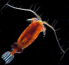<p>copepods (Eenoogkreeftjes)</p>