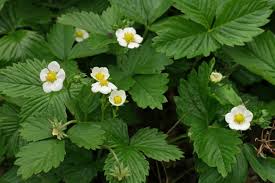 <p>Strawberry Plant</p>