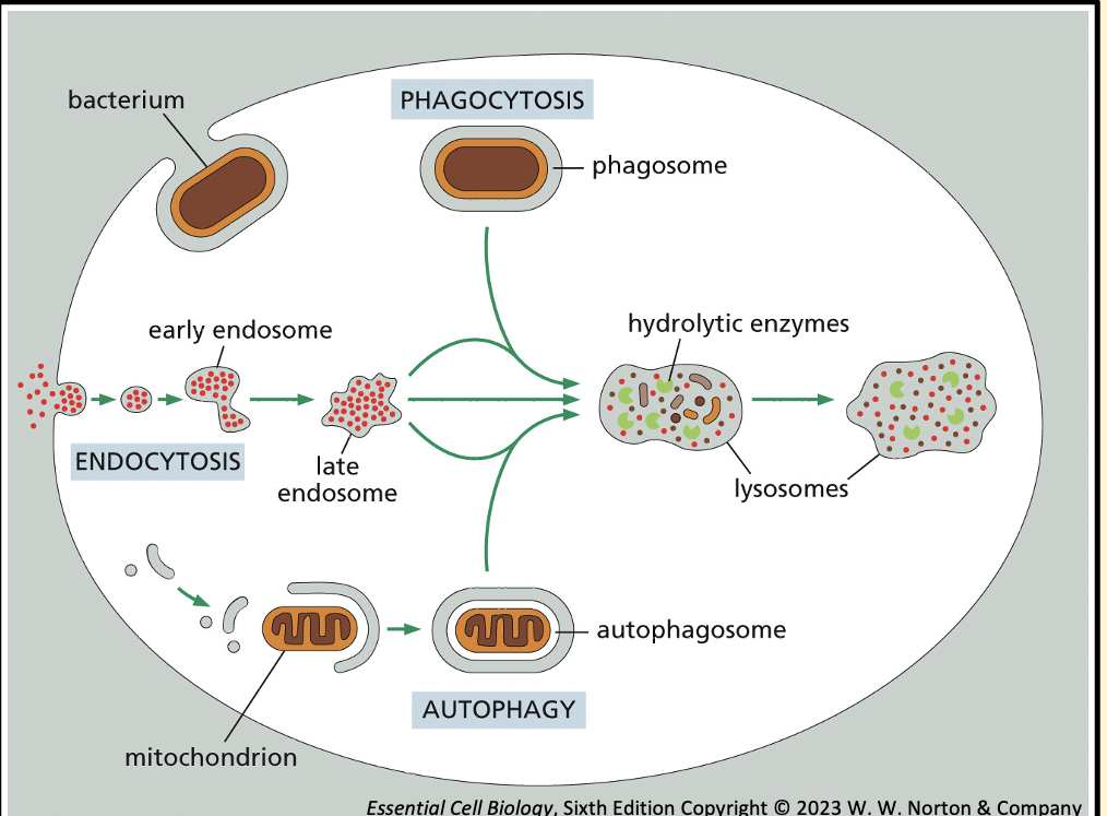 <p>Lysosomes are membranous sacs of hydrolytic enzymes that carry out controlled intracellular digestion</p><p>Materials destined for degradation in lysosomes follow different pathways </p><p><strong>Phagocytosis:</strong> where specialised cells take up large particles </p><p><strong>Endocytosis: </strong>the uptake of material from outside the cell often induced by receptor binding</p><p><strong>Autophagy:</strong> the breakdown of the cells own proteins and organelles by enclosing them in a membrane that fuses with the lysosome</p>
