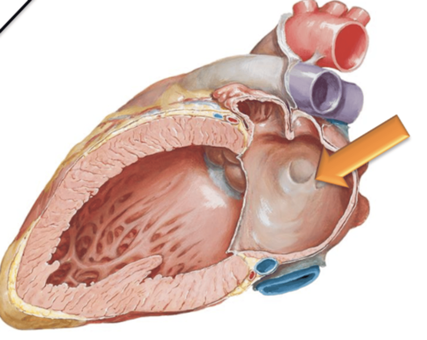 <p>Has musculi pectinati located within the left auricle only; the rest of its internal surface is smooth.</p>