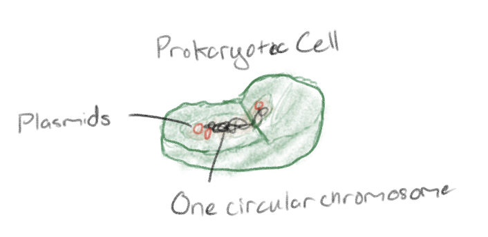 <p>One circular chromosomes</p><p>May also have plasmids</p>