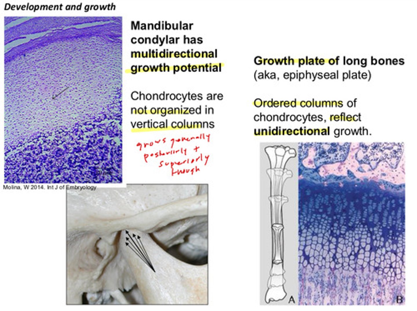 <p>multidirectional growth potential; chondrocytes are not organized in vertical columns (grows generally posteriorly and superiorly though)</p>