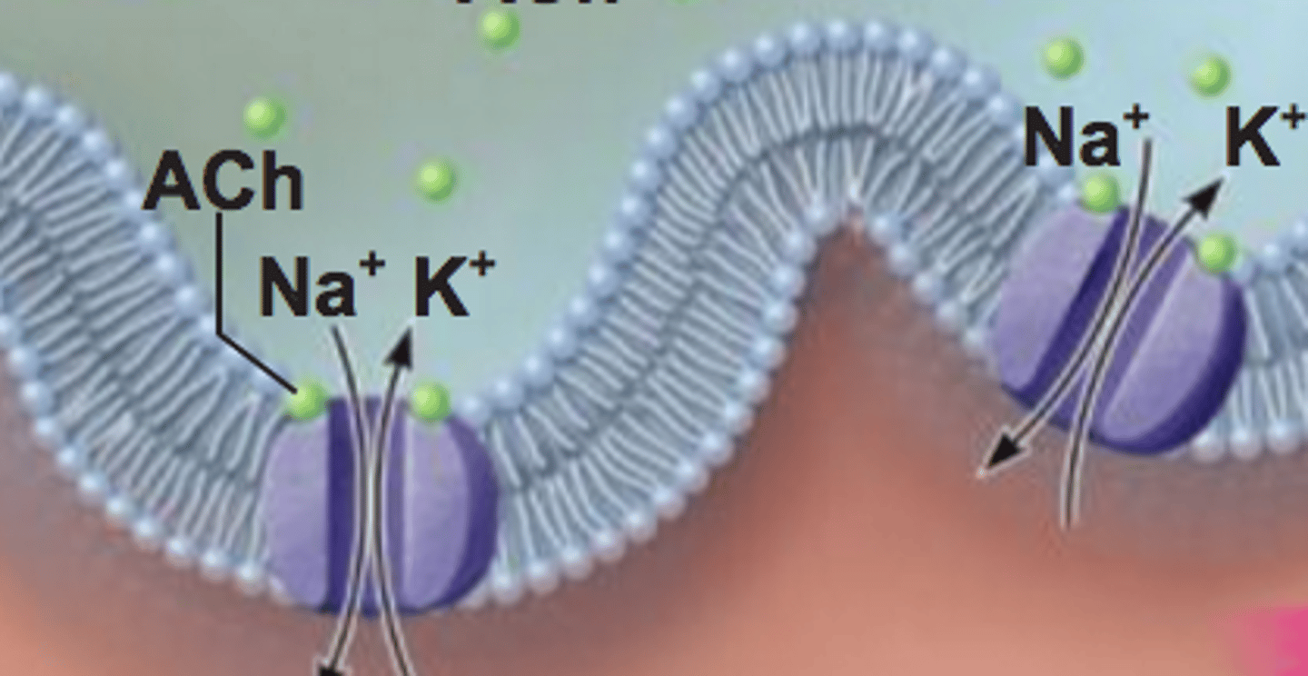 knowt flashcard image