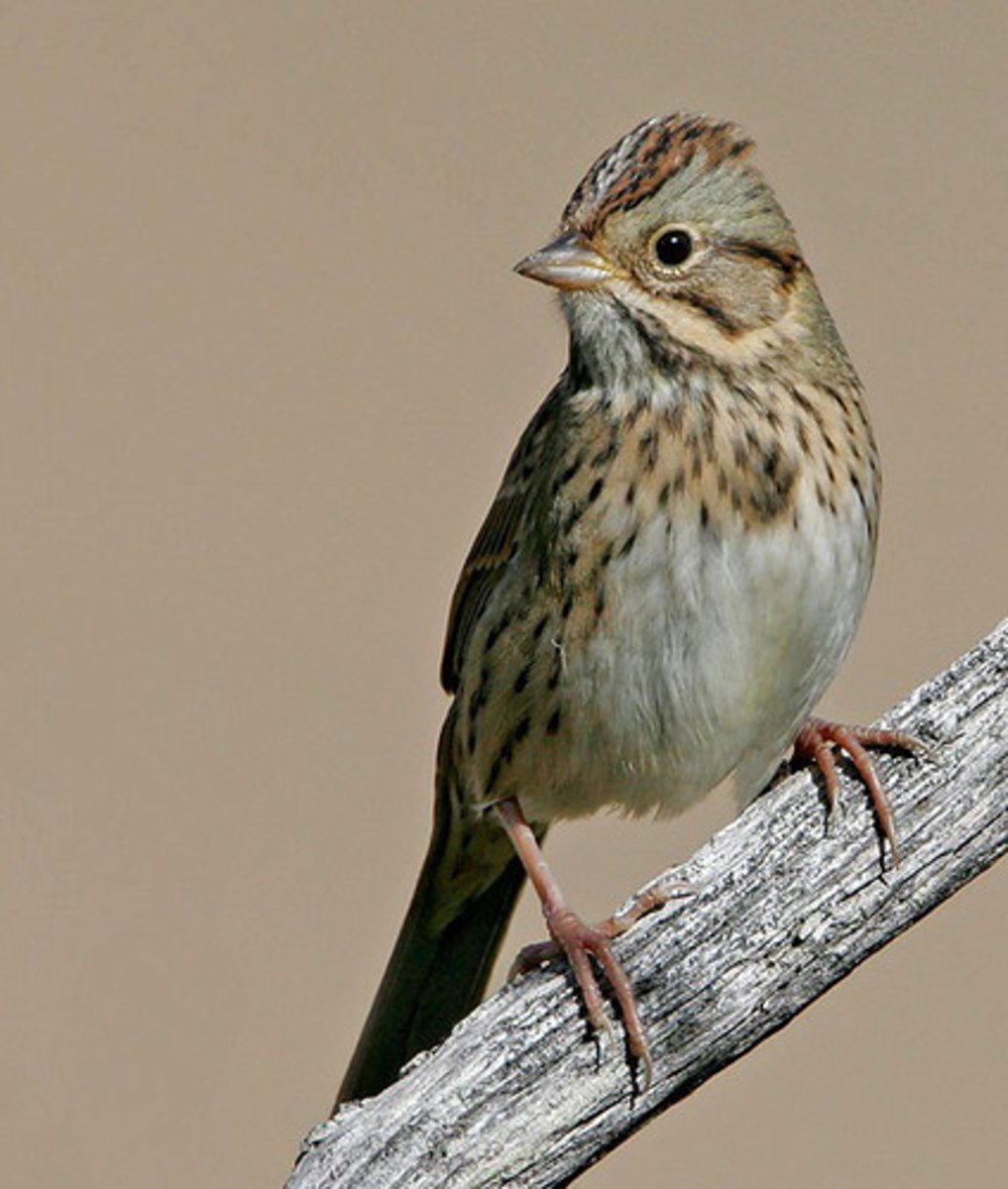 <p>Passerellidae</p>