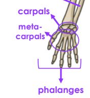 Carpals, Metacarpals, Phalanges