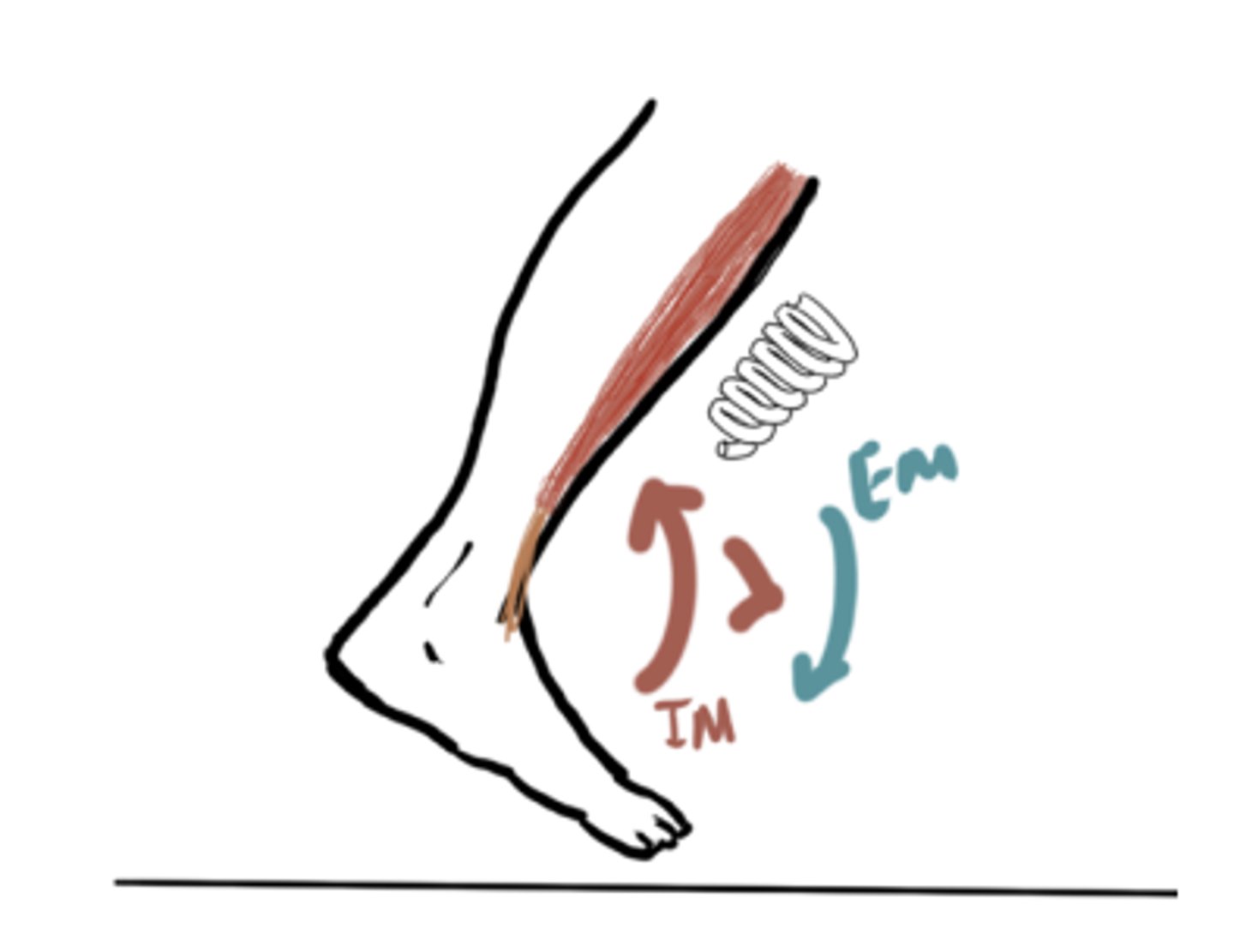 <p>IM: Dorsiflexion (Tibialis anterior)</p><p>EM: Plantarflexion moment</p><p>IM&gt;EM (concentric)</p>