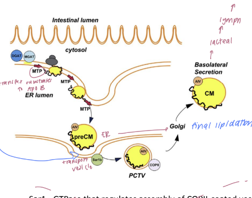 <p>the Microsomal Transport Protein (MTP) transports lipids to the ER</p><p>ER heterodimeric protein (transfers triglycerids &amp; cholesteryl esters to apoB) forms pre chylomicrons</p><p>pre-chylomicron transport vessel (PCTV) shuttles to golgi to facilitate final lipidation</p>