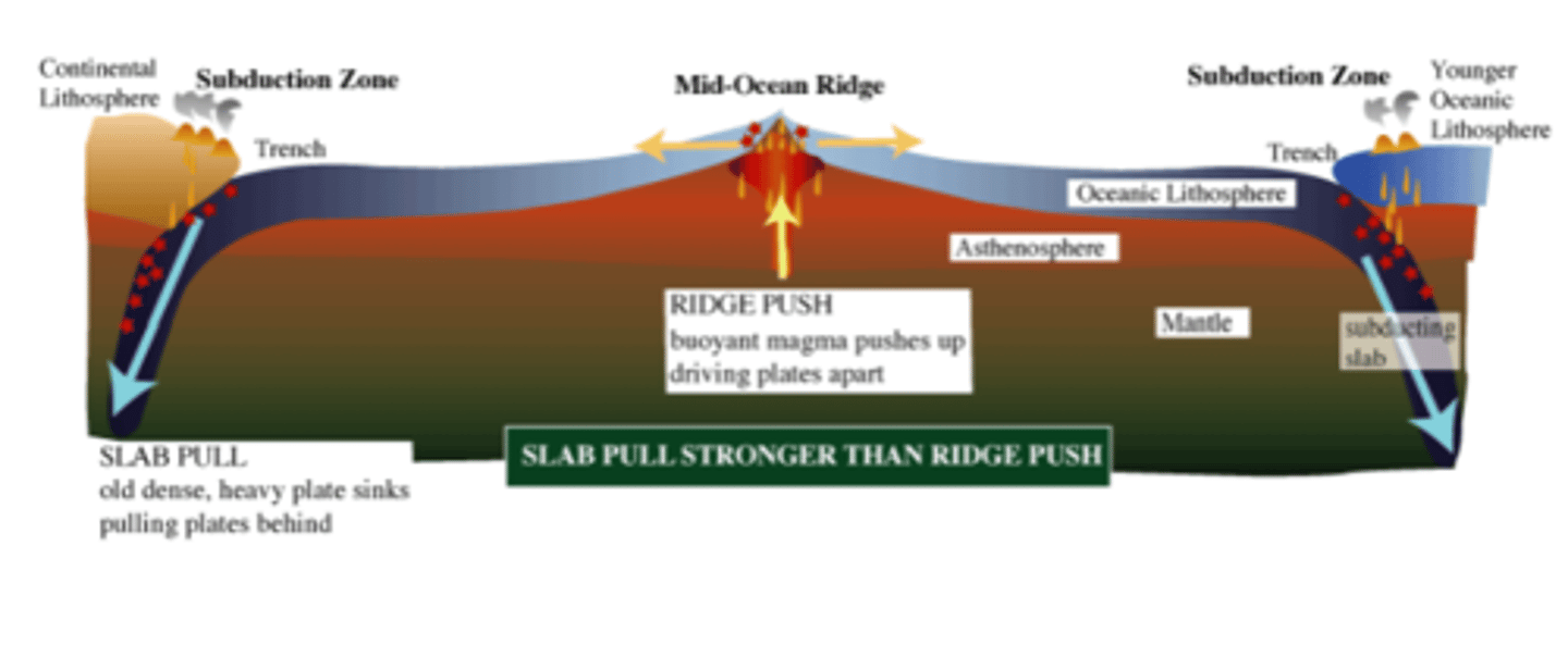 <p>- 2 plates converge , denser oceanic crust is pulled down by gravity</p><p>- subducts beneath less dense crust</p><p>- denser oceanic crust sinks into mantle</p><p>- it pulls rest of the plate downwards</p>