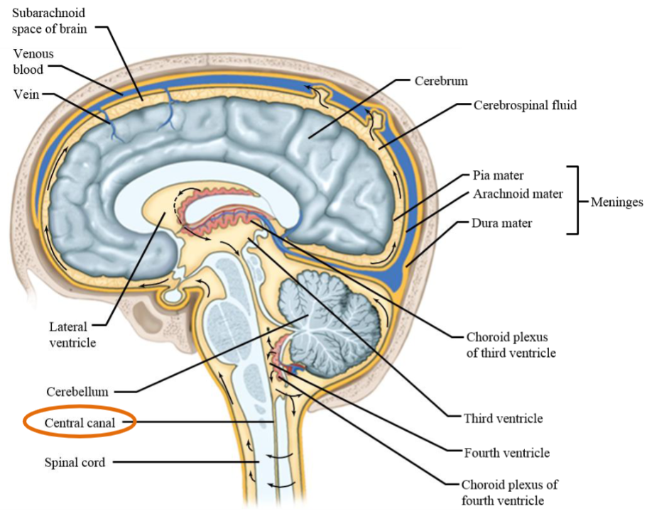 <ul><li><p><span>Plays a crucial role in cushioning the spinal cord and facilitating the exchange of nutrients and waste products.</span></p></li><li><p><span>Hydrocephalus occurs in the SCC.</span></p></li></ul><p></p>