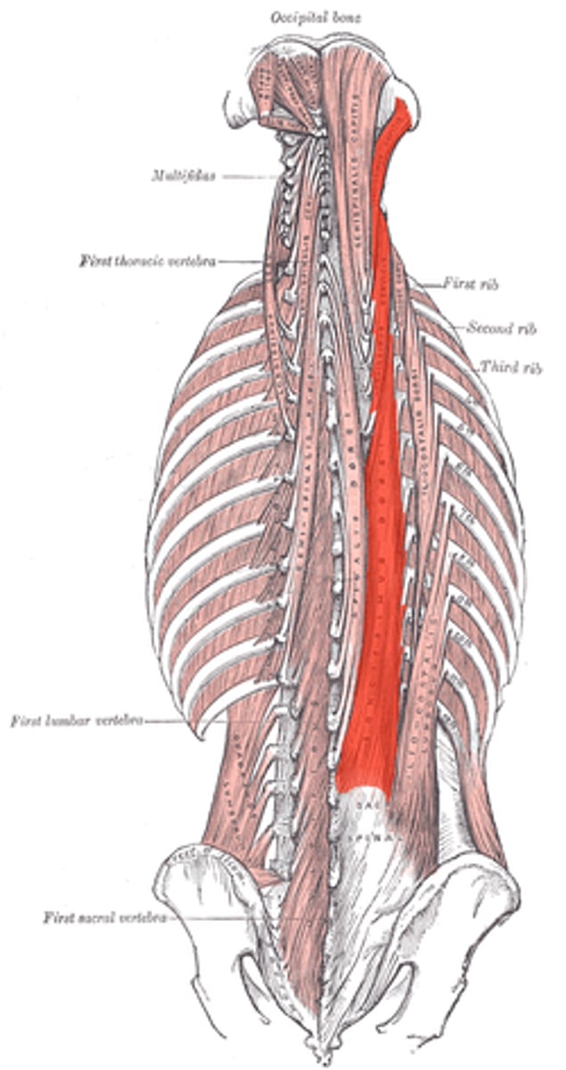 <p>Extends vertebral column</p>