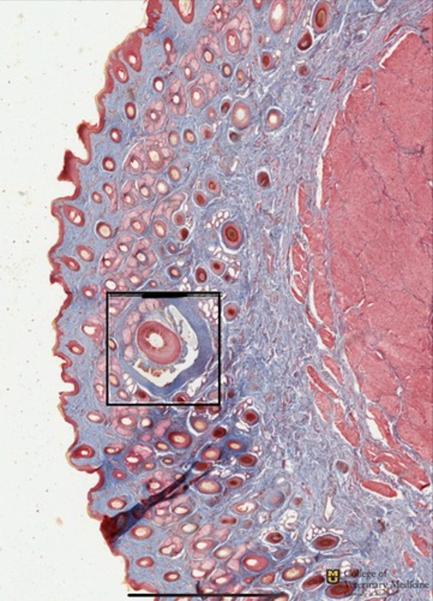 <p>What structure is within the black box?</p><p>What tissue structure does it belong to?</p>