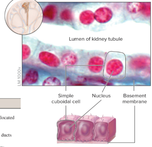 Simple Cuboidal Epithelium