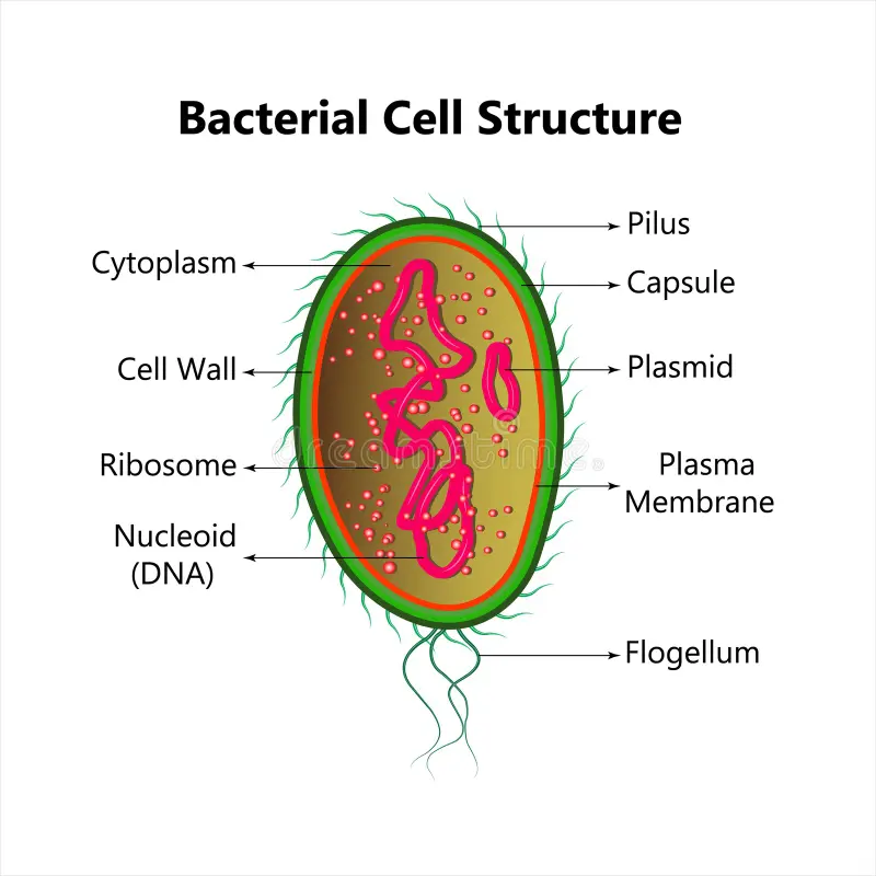 <ul><li><p>Plasma membrane</p></li><li><p>Peptidoglycan cell wall</p></li><li><p>Lipopolysaccharide capsule</p></li><li><p>Pili (for attachment)</p></li><li><p>Fimbriae</p></li><li><p>Flagellum (for motility).</p></li></ul><p></p>