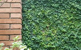 <p>Ficus pumila<br>(Mulberry)</p>