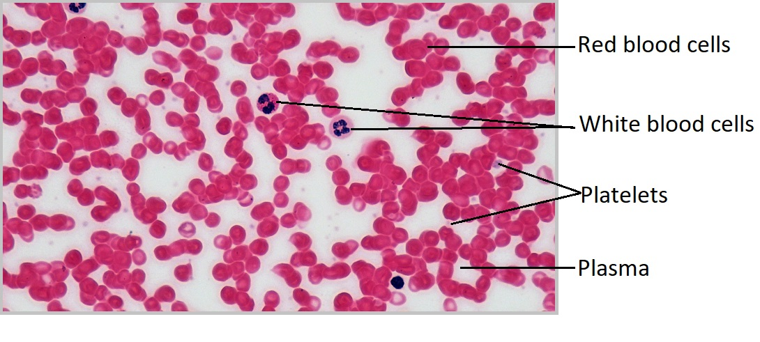 <p>Where is the plasma (liquid extracellular matrix) in the red blood cell?</p>
