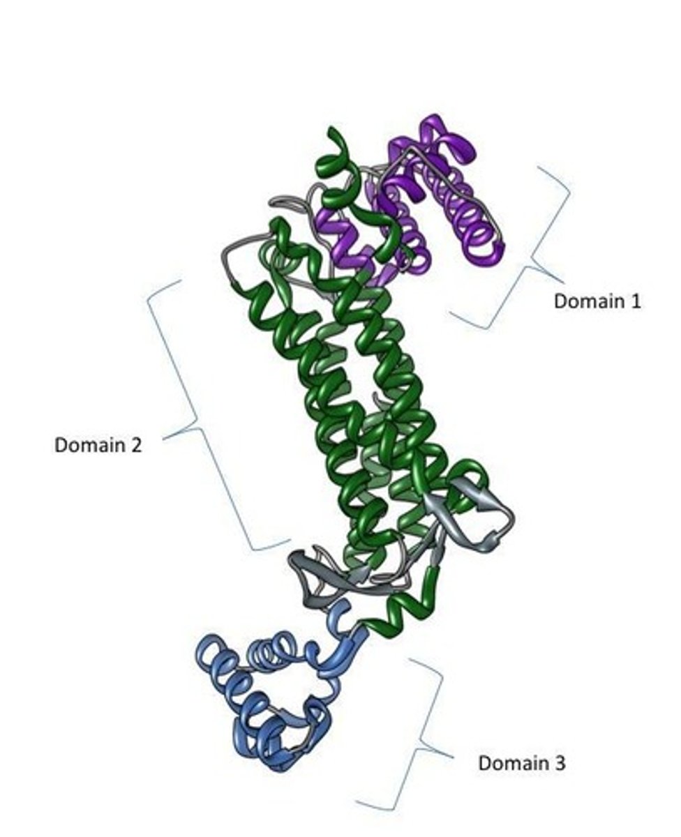 <p>Independently folding, stable structural units within a protein, usually about 50-250 amino acids long.</p>