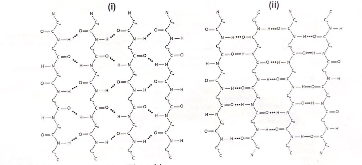 <p> Drawn below are segments of B pleats B( sheets). Which structure is parallel and which one is antiparallel?</p>