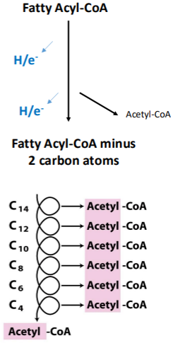 <p>Fatty acids are trapped in cytoplasm as Fatty Acyl-CoA.</p><p>Fatty acids are transported into mitochondria via carnitine as the carrier.</p><p>The H/e<sup>-</sup> of fatty acids are ripped out by FAD and NAD<sup>+</sup>.</p><p>Fatty acid part loses an acetate chunk.</p>