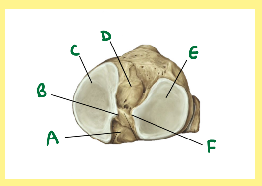 <p><u>Name the following</u>:</p><ul><li><p>Bone?</p></li><li><p>Side?</p></li><li><p>View?</p></li><li><p>D?</p></li></ul><p></p>