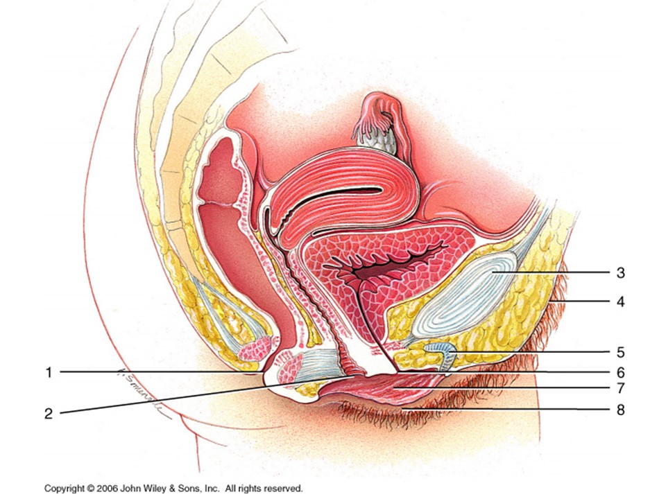 <p>Where are the Labia majora?</p>