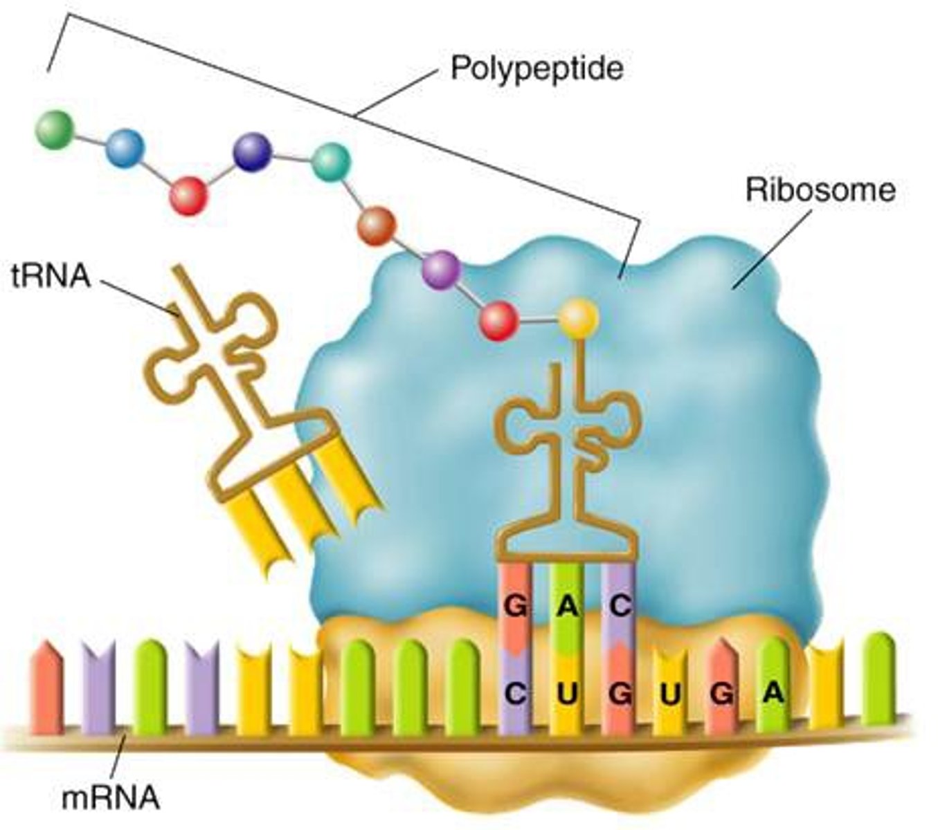 <p>What process is represented in the picture?</p>