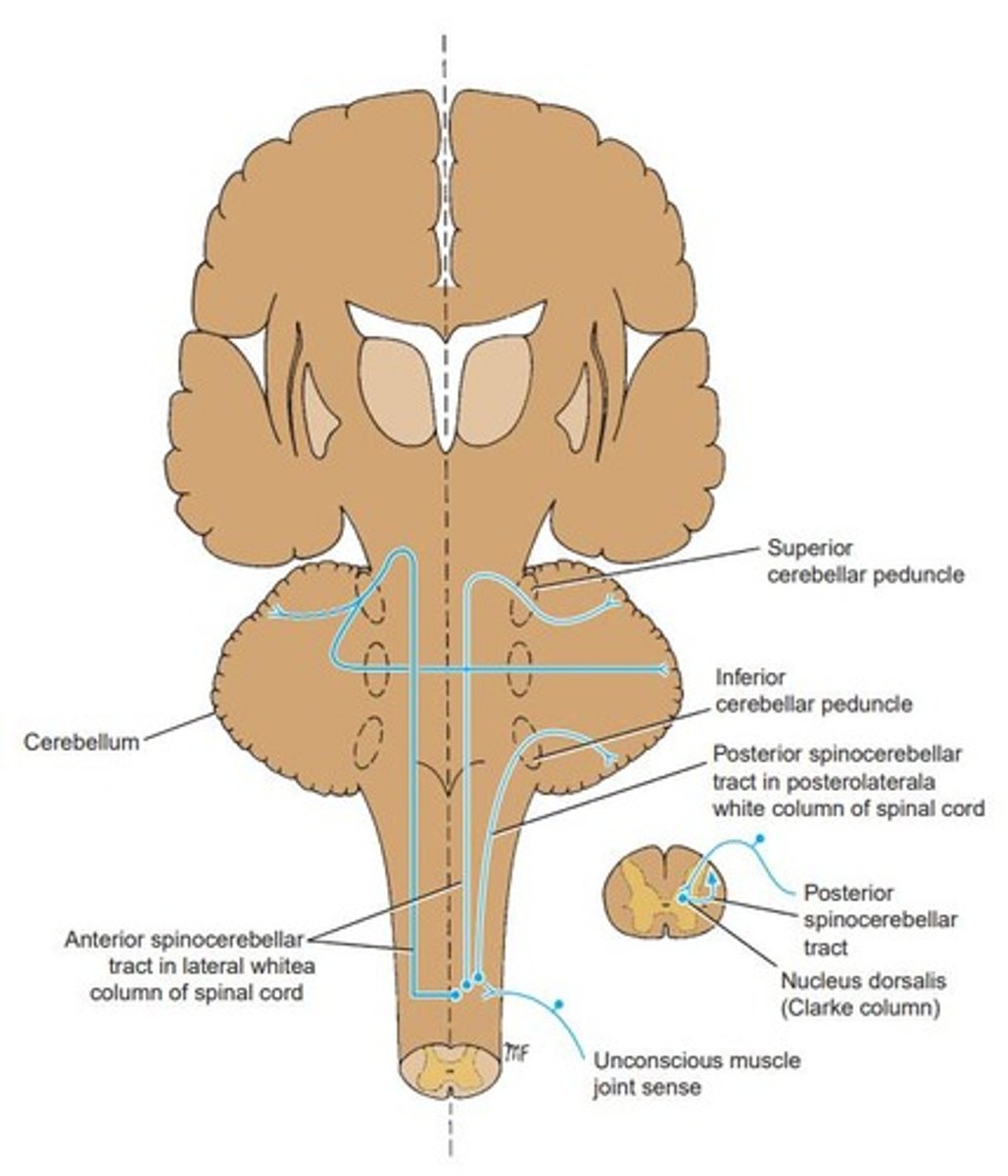 <p>Posterior Root Ganglion → Posterior Gray Column → 2nd order neuron at nucleus dorsalis → Ascend ipsilaterally → Inferior Cerebellar Peduncle → Cerebellar Cortex.</p>