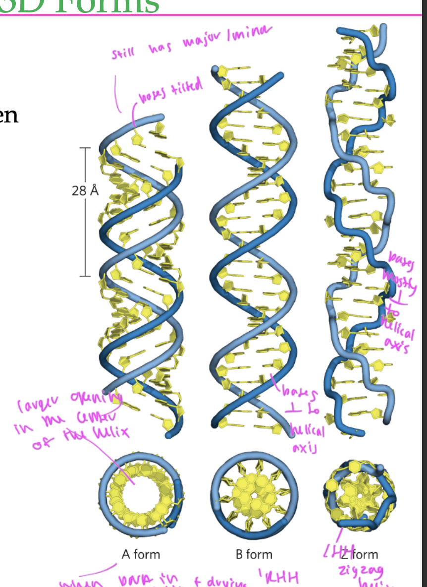 <ul><li><p>LHH</p></li><li><p>zigzagged helix</p></li><li><p>bases are mostly perpendicular to the helical axis</p></li></ul><p></p>