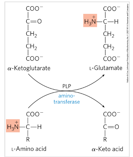 <ul><li><p>Removal of the alfa amino group from an aa to alfa keto glutarate→ transaminases/aminotransferases</p></li><li><p>Transamination- alfa amino group is transferred to the alfa carbon atom of alfa keto glu→ amino group acceptor</p></li><li><p>Requires PLP=pyridoxal phosphate → coenzyme of pyridoxine</p></li><li><p>Glutamate =FINAL product=nitrogen carrier</p></li></ul><p></p>