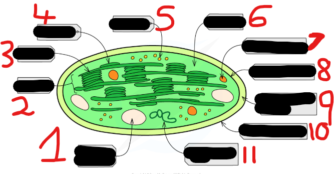 <p>Label these structures from 1-11</p>
