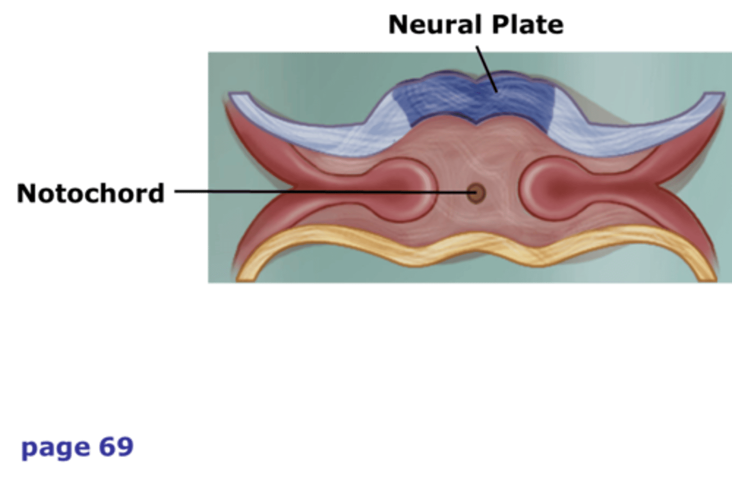 <p>A flexible rod that supports a chordate's back</p>