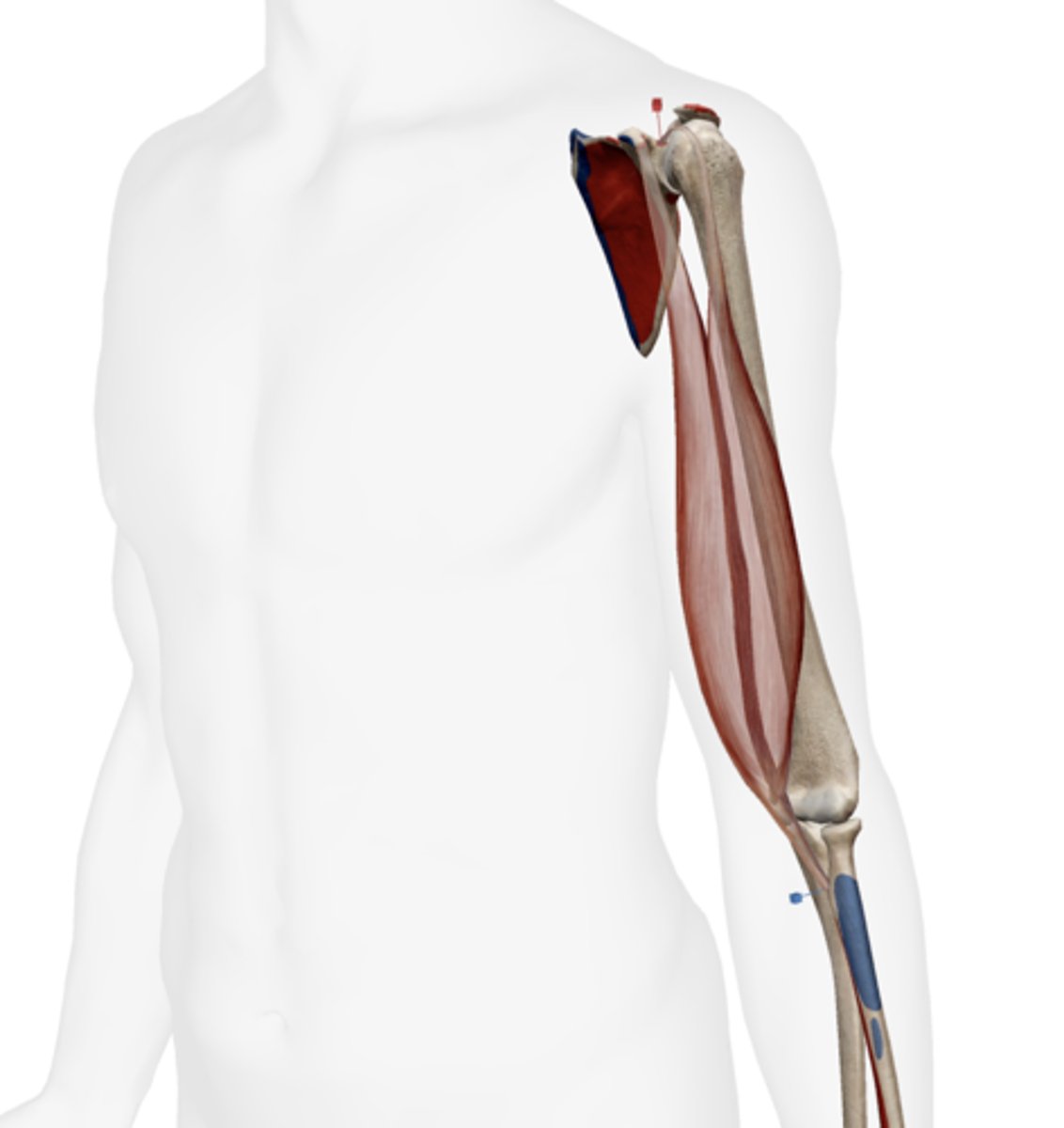 <p>radial (bicipital) tuberosity of radius</p>