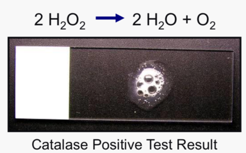 <p>Produce catalase as detected by O2 gas produced (bubbles).</p>