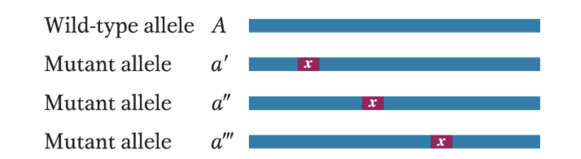 in wild type vs mutant alleles:

* generally found to be identical in most of their sequences and differ only at one or several nucleotides of the many nucleotides that make up the gene
* therefore, alleles are diff. versions of the same gene that arise via mutation
* \
